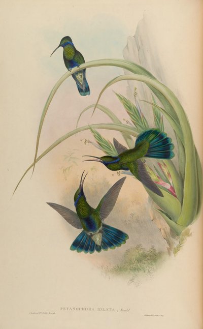 Petasophora iolata = Colibri coruscans iolatus - John Gould